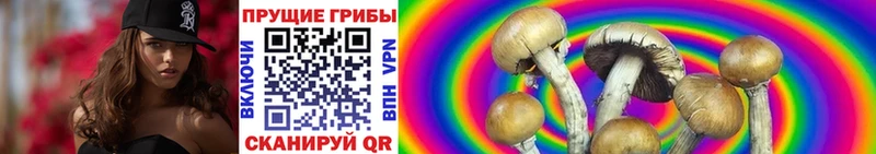 купить Барнаул Псилоцибиновые грибы MAGIC MUSHROOMS